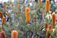Image 1 of Banksia ericifolia – Heath Banksia