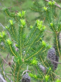 Image 2 of Banksia ericifolia – Heath Banksia