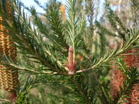 Image 4 of Banksia ericifolia – Heath Banksia