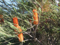 Image 3 of Banksia ericifolia – Heath Banksia