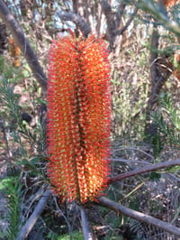 Image 5 of Banksia ericifolia – Heath Banksia