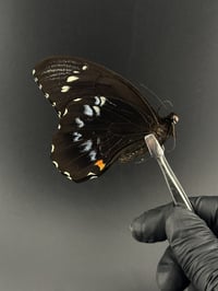 #152 Papilio Gambrisius (Forest Giant Swallowtail)