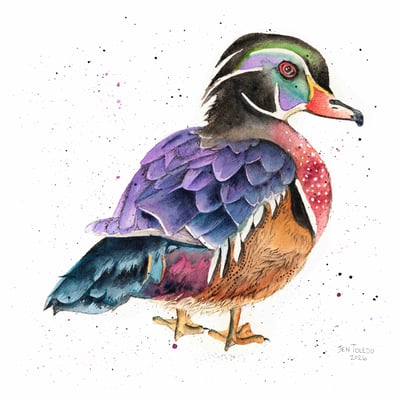 Image of Wood Duck