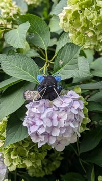 Image 3 of Betty the beetle 