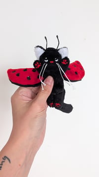 Image 1 of Dotty the ladybug