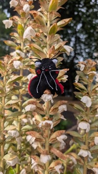 Image 1 of Spot the micro mini ladybug