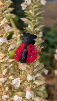 Image 2 of Spot the micro mini ladybug