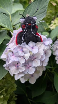 Image 4 of Spot the micro mini ladybug