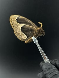 #145 Brahmea Hearseyi (Giant Tropical Owl Moth)