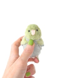 Image 2 of baby green parrotlet 