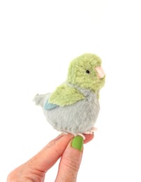 Image 1 of baby green parrotlet 