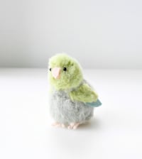 Image 4 of baby green parrotlet 