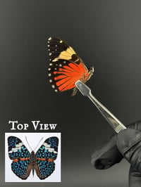 #002 Hamadryas Amphinome (Red Cracker Butterfly)