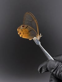 #003 Haetera Piera (Amber Phantomwing Butterfly)