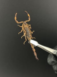 Image 1 of #004 Mesobuthus Martensii (Golden Scorpion)