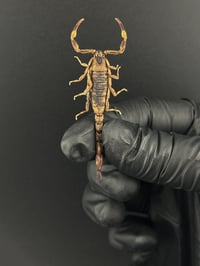 Image 2 of #004 Mesobuthus Martensii (Golden Scorpion)