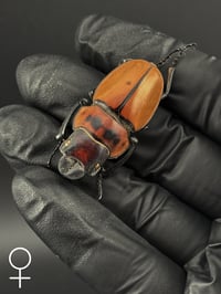 Image 1 of #225 Dontablis Mouhoti Elegans (Mouhoti Stag Beetle)