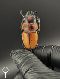 Image 2 of #225 Dontablis Mouhoti Elegans (Mouhoti Stag Beetle)