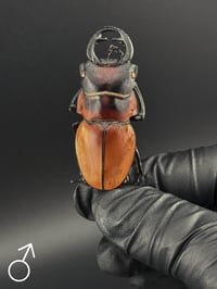 Image 3 of #225 Dontablis Mouhoti Elegans (Mouhoti Stag Beetle)
