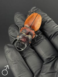 Image 4 of #225 Dontablis Mouhoti Elegans (Mouhoti Stag Beetle)