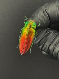#006 Metaxymorpha Appicalis (Tri-Color Wood Boring Beetle)