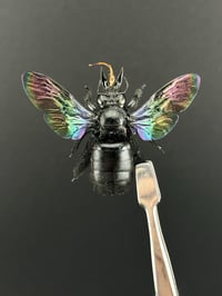Image 1 of #009 Xylocopa Latipes (Black Carpenter Bee)
