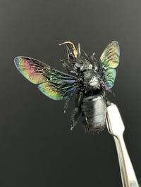 Image 2 of #009 Xylocopa Latipes (Black Carpenter Bee)