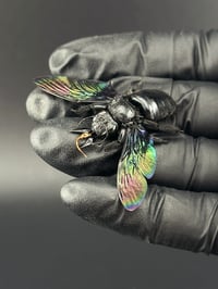 Image 3 of #009 Xylocopa Latipes (Black Carpenter Bee)