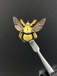 Image 1 of #010 Xylocopa Confusa (Golden Carpenter Bee)
