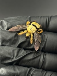 Image 2 of #010 Xylocopa Confusa (Golden Carpenter Bee)