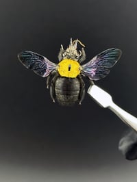 Image 1 of #011 Xylocopa Confusa (Black & Gold Carpenter Bee)