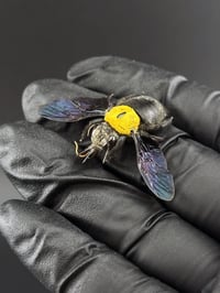 Image 2 of #011 Xylocopa Confusa (Black & Gold Carpenter Bee)