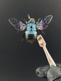 Image 1 of #012 Xylocopa Caerulea (Blue Carpenter Bee)