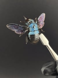 Image 2 of #012 Xylocopa Caerulea (Blue Carpenter Bee)