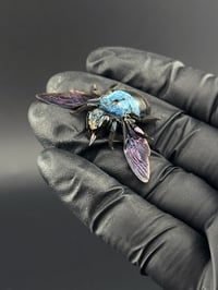 Image 3 of #012 Xylocopa Caerulea (Blue Carpenter Bee)