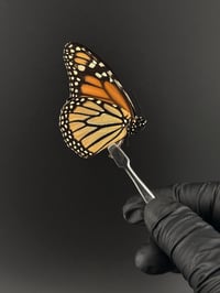 #013 Danaus Plexippus (Monarch Butterfly)