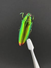 Image 1 of #015 Chrysochroa Fulminans (Fire-Tipped Jewel Beetle, 5pk)