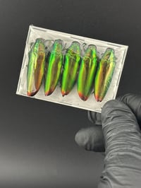 Image 2 of #015 Chrysochroa Fulminans (Fire-Tipped Jewel Beetle, 5pk)