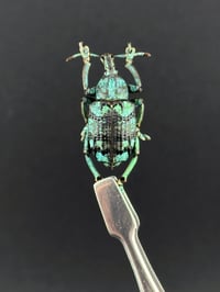 Image 1 of #014 Eupholus Linnei (Blue Weevil)