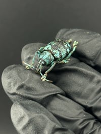 Image 2 of #014 Eupholus Linnei (Blue Weevil)