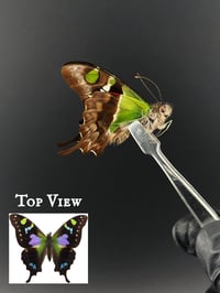 #023 Graphium Weiskei (Purple-Spotted Swallowtail)