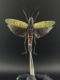 Image 1 of #027 Aularches Miliaris (Spotted Coffee Grasshopper)