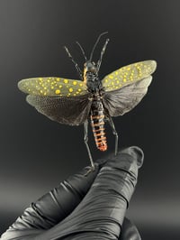 Image 2 of #027 Aularches Miliaris (Spotted Coffee Grasshopper)