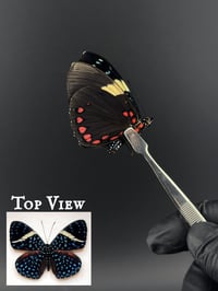 #028 Hamadryas Laodamia (Starry Night Cracker Butterfly)