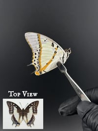 #033 Polyura Eudamippus (Great White Nawab)
