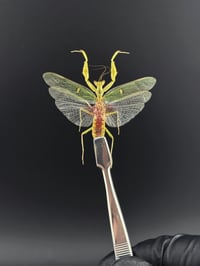 Image 1 of #036 Creobroter Gemmatus (Indian Jewel Flower Mantis)