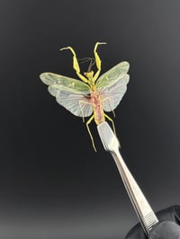 Image 2 of #036 Creobroter Gemmatus (Indian Jewel Flower Mantis)