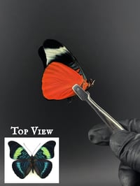 #040 Panacea Prola (Prola Beauty Butterfly)