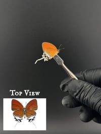 #041 Eooxylides Tharis (Branded Imperial Butterfly)