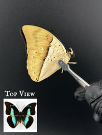 #047 Prepona Demophon (Banded King Shoemaker Butterfly)